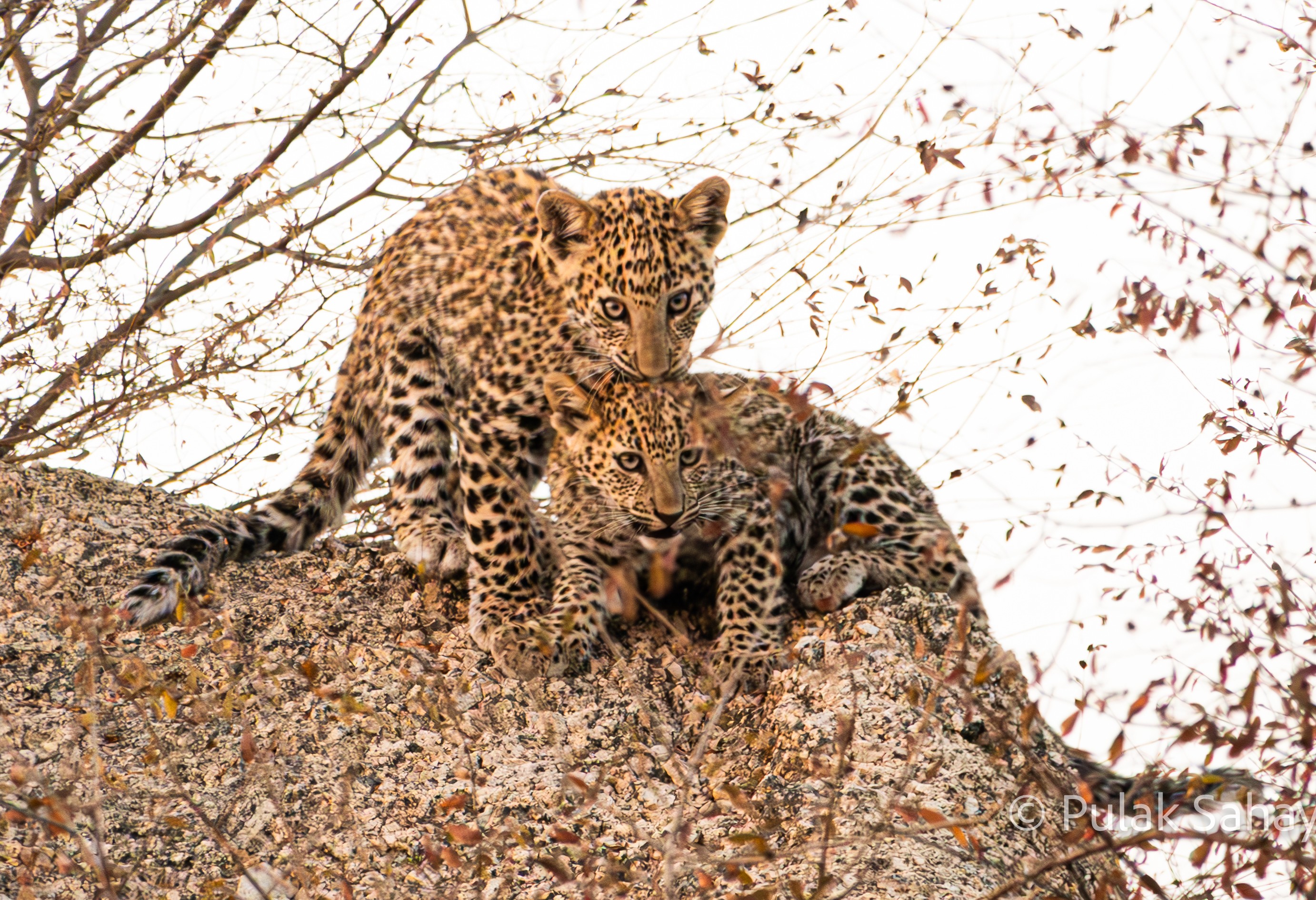 Two pair of eyes peering ahead